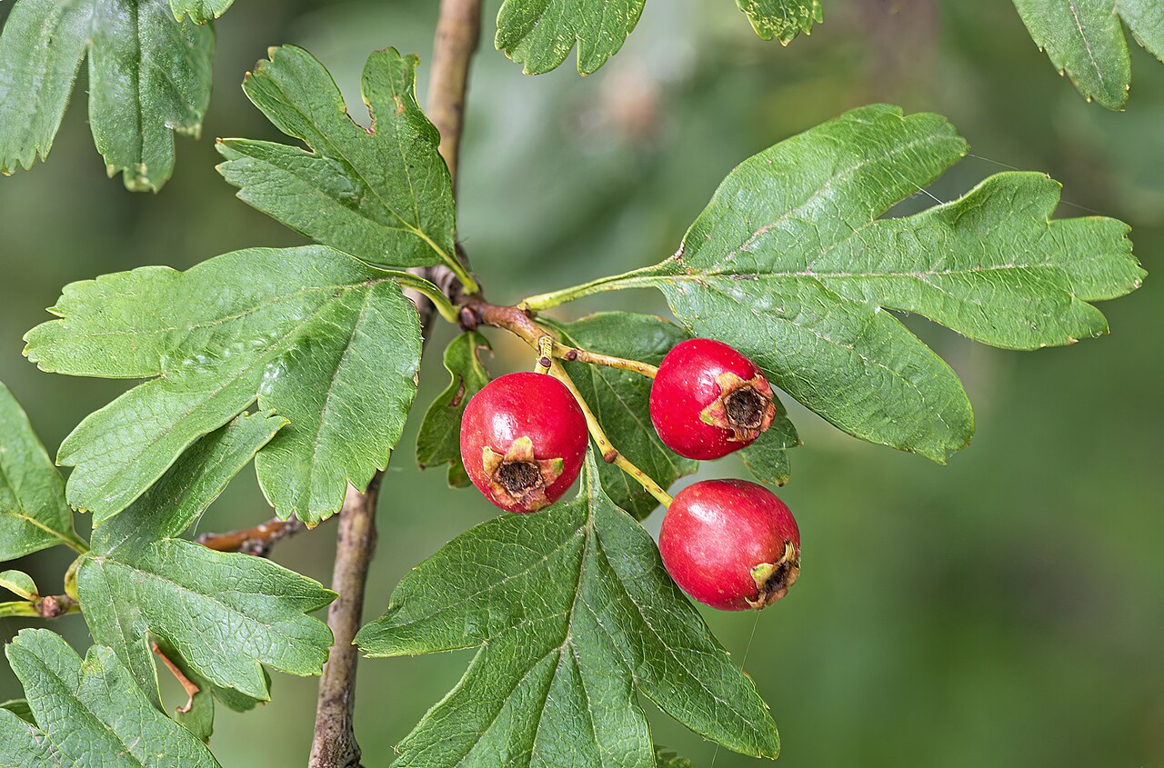 Alıç ekstresi (Crataegus)