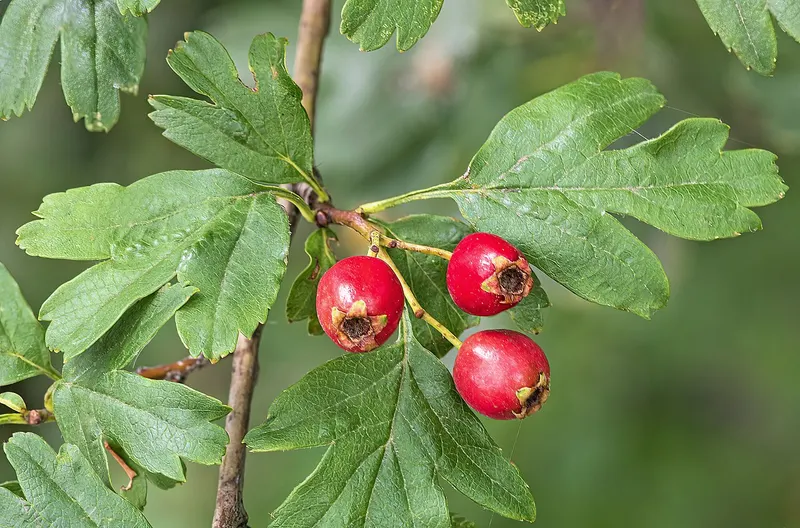Alıç ekstresi (Crataegus)