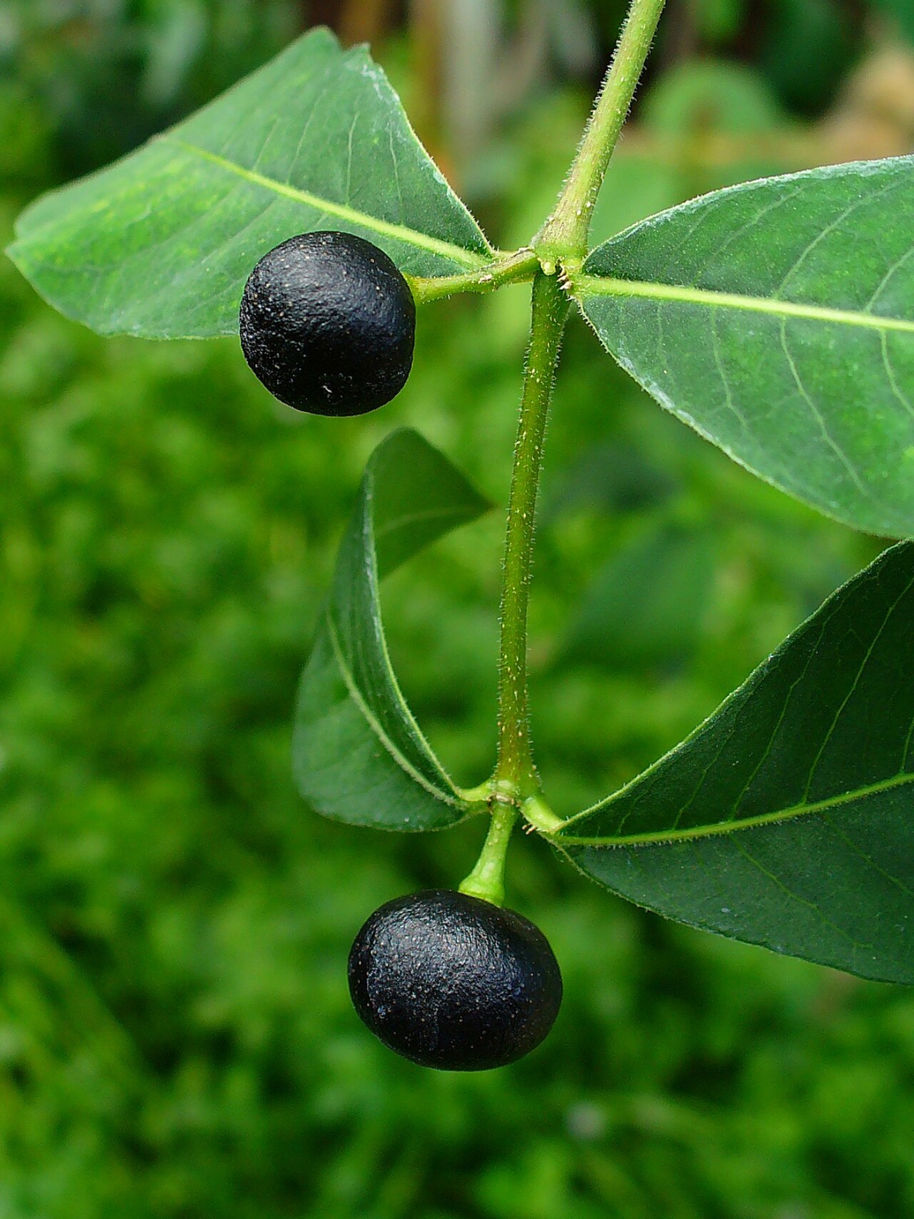 Sarpagandha (Rauwolfia serpentina)